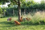 Gedaan: Weiland omgeving Hasselt/Alken voor pluimvee, Dieren en Toebehoren, Pluimvee