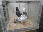 Vliegduiven koppels en enkele losse, Dieren en Toebehoren, Vogels | Duiven