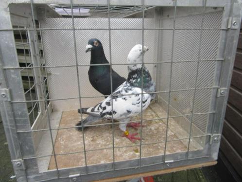 Vliegduiven koppels en enkele losse, Dieren en Toebehoren, Vogels | Duiven