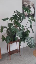 Monstera, Huis en Inrichting, Kamerplanten, Ophalen