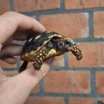 Jonge kolenbrander cherry head landschildpad, Schildpad