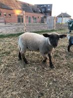 Bokkenlam, Dieren en Toebehoren