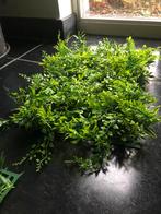 kunsthaag/kunstgroen op mat 40x60cm, 37 stuks, Enlèvement, Comme neuf, Intérieur