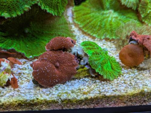 Koraal/koralen te koop, Dieren en Toebehoren, Vissen | Aquariumvissen, Overige typen