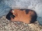 Cavia teddy mannelijke, Dieren en Toebehoren, Knaagdieren, Cavia