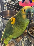 Bewezen Blauwvoorhoofd geelschouder amazone man, Dieren en Toebehoren, Vogels | Parkieten en Papegaaien, Mannelijk, Papegaai, Pratend