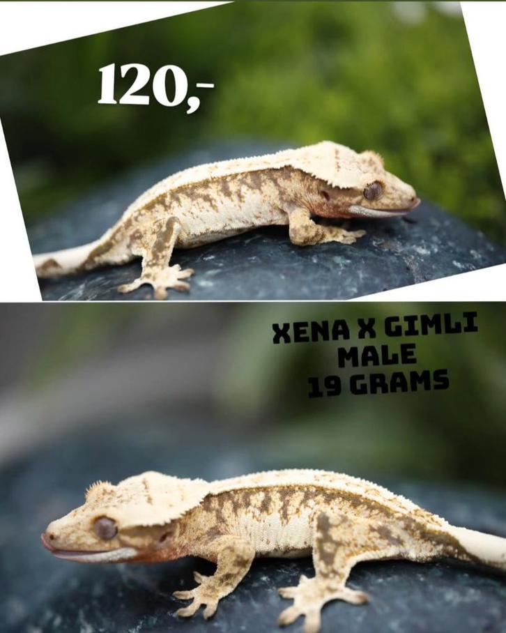 SALE! 1.0 High White wimpergekko man, Animaux & Accessoires, Reptiles & Amphibiens, Tortue, 0 à 2 ans, Domestique
