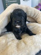 Joli chiot Cavapoo (caniche cavalier x jouet), Caniche, Plusieurs, Hépatite contagieuse (maladie de Rubarth), Belgique