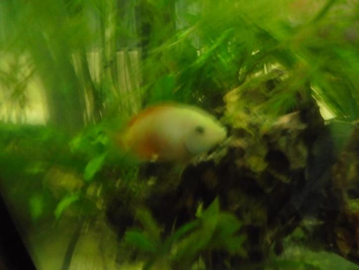 1 Parot polar platinum koppel en kleintjes, Dieren en Toebehoren, Vissen | Aquariumvissen, Zoetwatervis, Vis