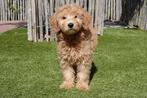 Prachtige abrikoze medium Labradoodle pups, Dieren en Toebehoren, België, Overige rassen, CDV (hondenziekte), 8 tot 15 weken