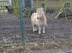 Lieve palominobonte dekhengstje, NSPS, drager van Mushroom, Gechipt, Niet van toepassing, Hengst, A pony (tot 1.17m)