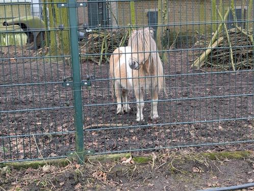 Lieve palominobonte dekhengstje, NSPS, drager van Mushroom, Dieren en Toebehoren, Pony's, Hengst, Niet van toepassing, A pony (tot 1.17m)