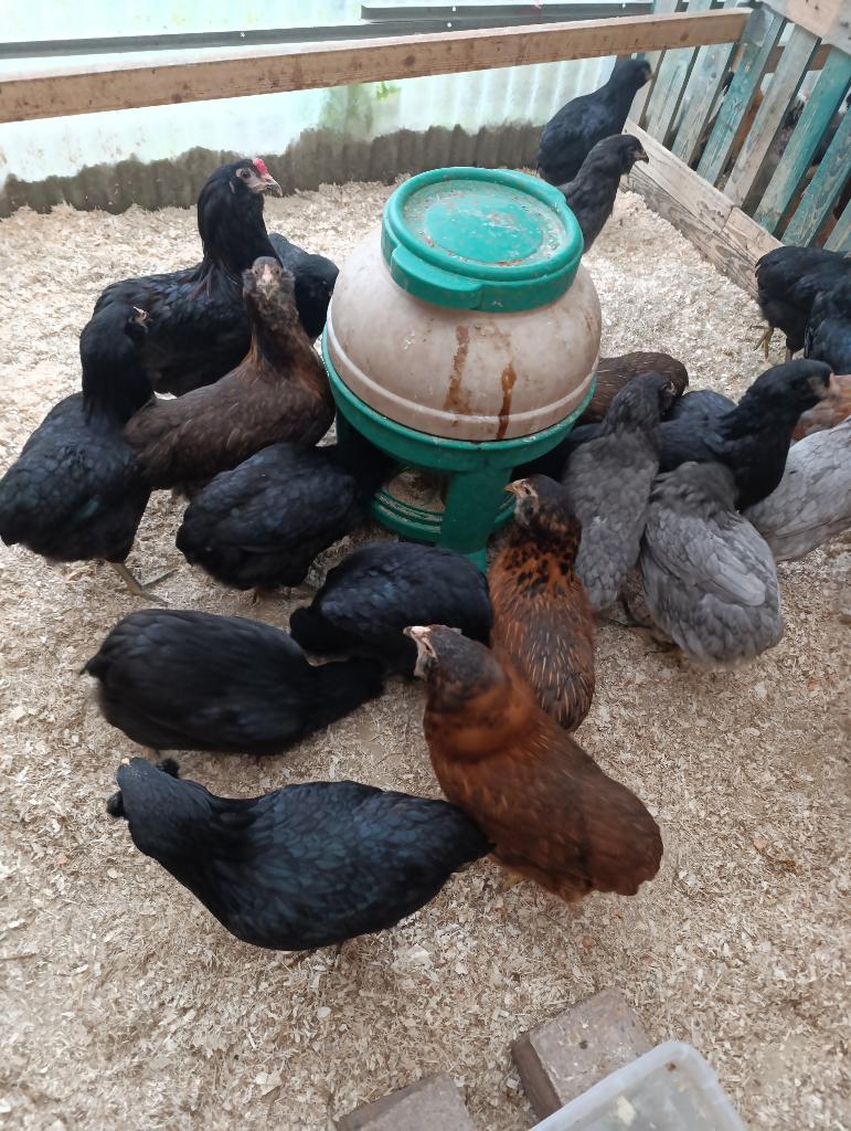 araucanes à queue boulonnée action 4+1 gratuite 0499/082381, Animaux & Accessoires, Volatiles, Femelle, Poule ou poulet