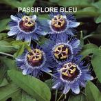 AV.SEMENCES DE FLEURS DE O. P. R., Jardin & Terrasse, Enlèvement ou Envoi