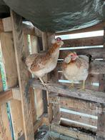 Te koop Araucana kippen 2, stuks tarwe klueren, Dieren en Toebehoren