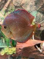 1 koppel super panthera, Dieren en Toebehoren, Vis, Zoetwatervis, Schoolvis