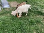 Chevres, Animaux & Accessoires, Femelle, Chèvre, 0 à 2 ans