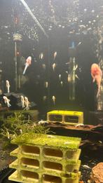 L144 snow white ancistrus