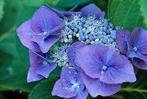 Hydrangea Blaumeisse, Tuin en Terras, Planten | Tuinplanten, Ophalen, Halfschaduw
