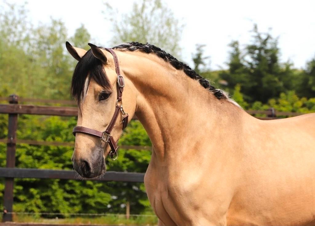 Cruzado brun Pre Andalusier, Animaux & Accessoires, Chevaux, Hongre, M