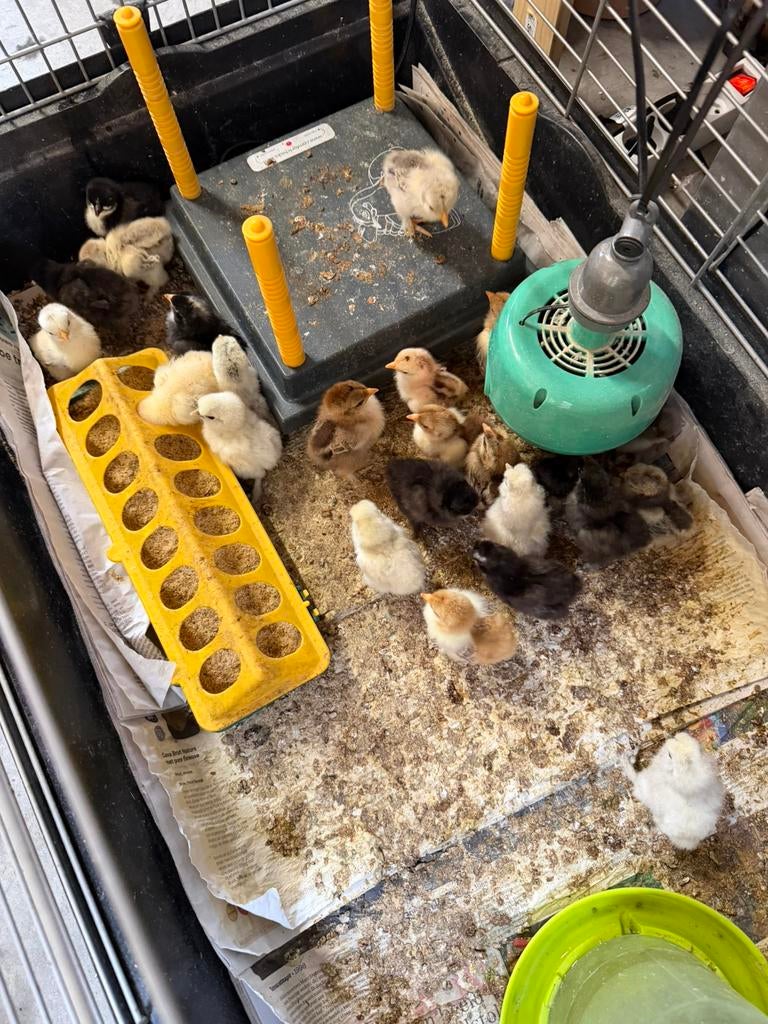 Cochin kriel kuikens ongesekst, Dieren en Toebehoren, Pluimvee