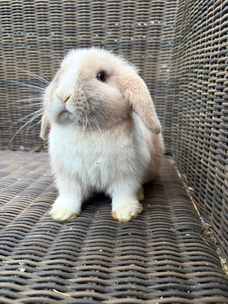 Minilop voedster, Femelle, Nain, Oreilles tombantes, 0 à 2 ans