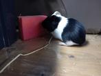Jonge cavia's vrouwtjes, Dieren en Toebehoren, Knaagdieren, Maart, Vrouwelijk, Cavia