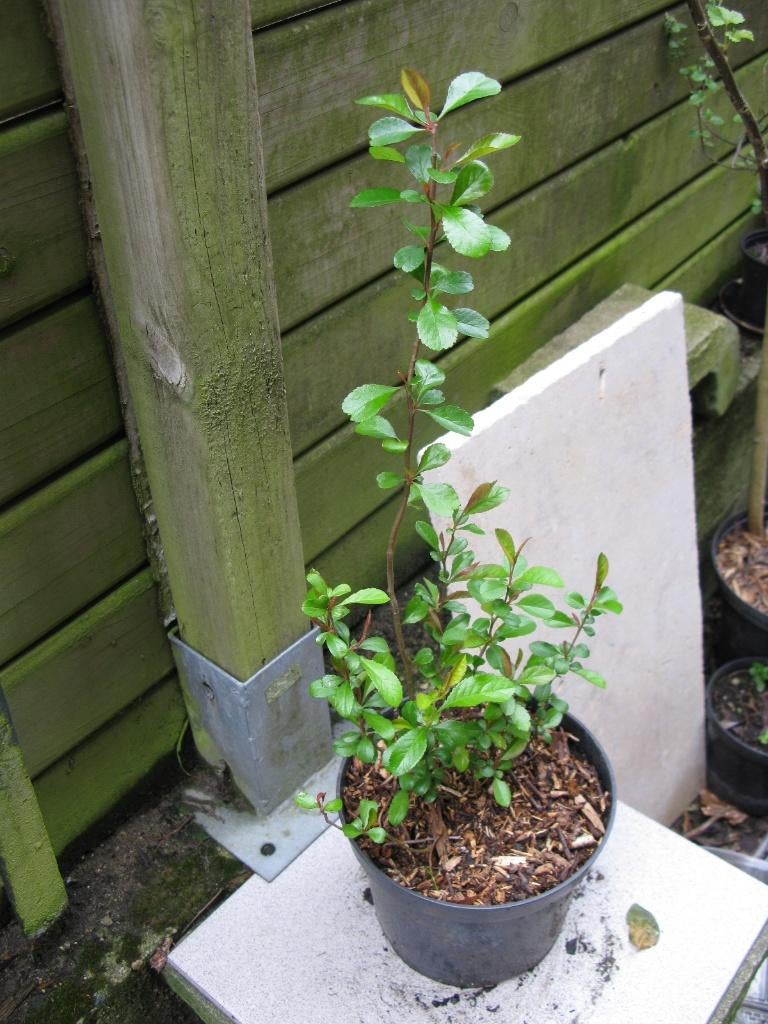 Cognassier du Japon (chaenomeles), Enlèvement, Autres espèces, Arbuste, Moins de 100 cm