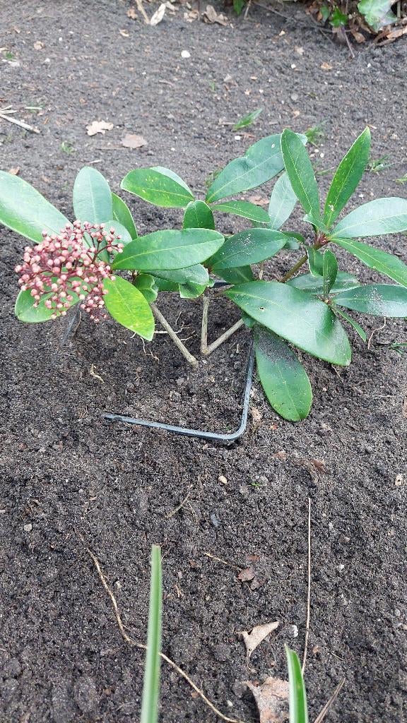 skimmia, Tuin en Terras, Planten | Tuinplanten, Vaste plant, Halfschaduw, Zomer, Ophalen