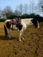 Simba 14 jarige pinto, Dieren en Toebehoren, E pony (1.48m - 1.57m), Ruin, Zadelmak, 11 jaar of ouder