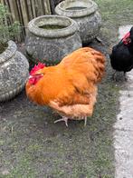 Orpington buff haan 2025, Dieren en Toebehoren, Pluimvee