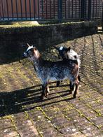 2 dwerggeiten hermelijn bokjes.