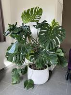 Grote Monstera Deliciosa plant 160 cm zonder pot, Autres espèces, 150 à 200 cm, Enlèvement, Plante verte