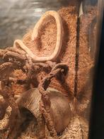 Haakneusslang, Dieren en Toebehoren, Reptielen en Amfibieën, Met terrarium