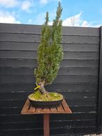 Lawson cipres pre bonsai (startmateriaal), Tuin en Terras, Ophalen of Verzenden