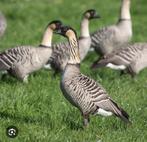 Oies d'Hawaï, Animaux & Accessoires, Oie ou Cygne