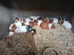 Cavia's, Dieren en Toebehoren, Januari, Meerdere dieren, Cavia