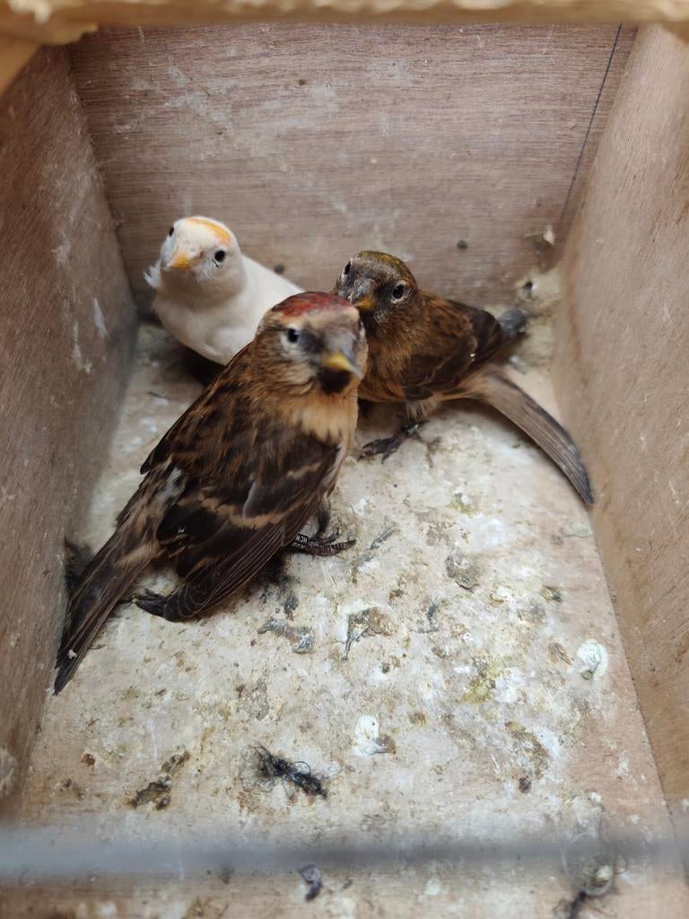 Sizerins 2025, Animaux & Accessoires