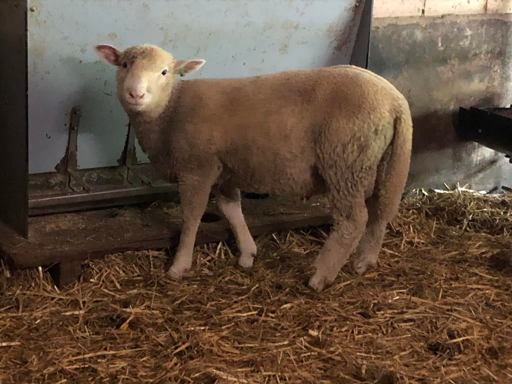 2 Poll dorset rammen, Dieren en Toebehoren, Mannelijk, Schaap, 0 tot 2 jaar