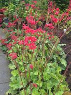 Heuchera purperklokje, Enlèvement