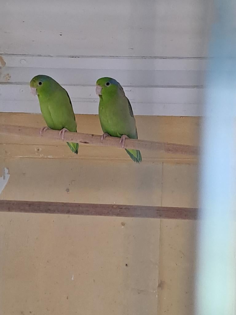 Koppel grijsrug forpus