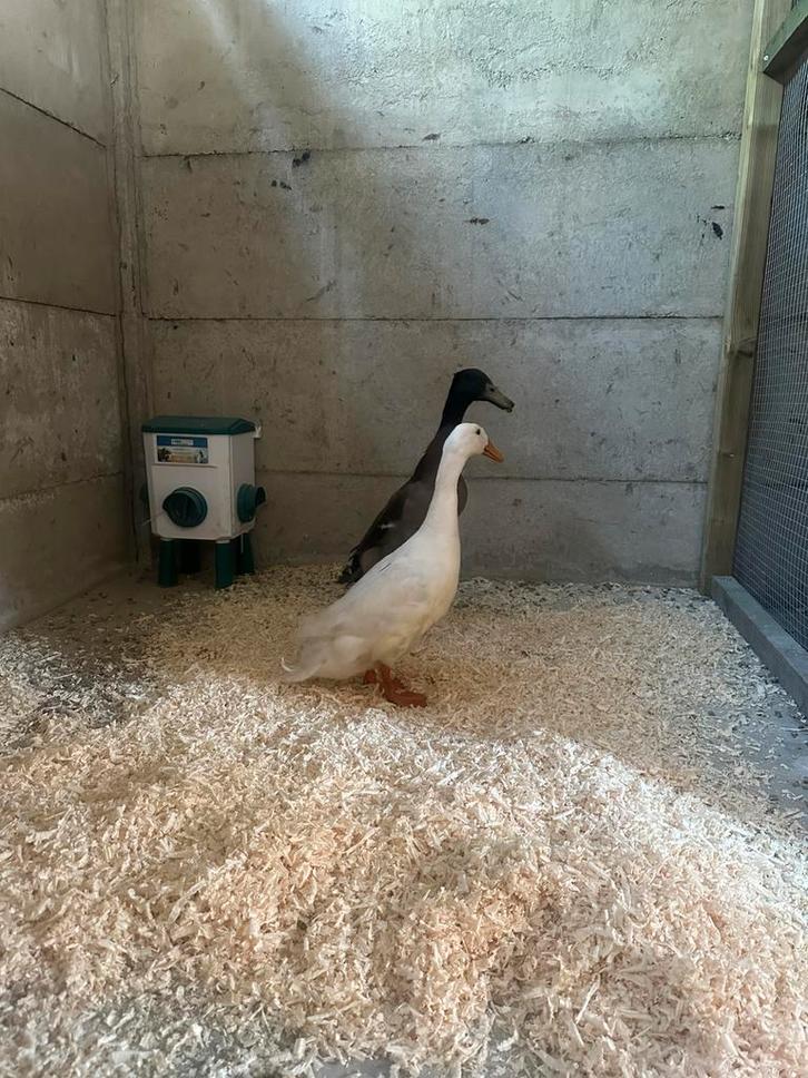 2 Indische loopenden (woerden), Dieren en Toebehoren, Pluimvee, Eend, Mannelijk