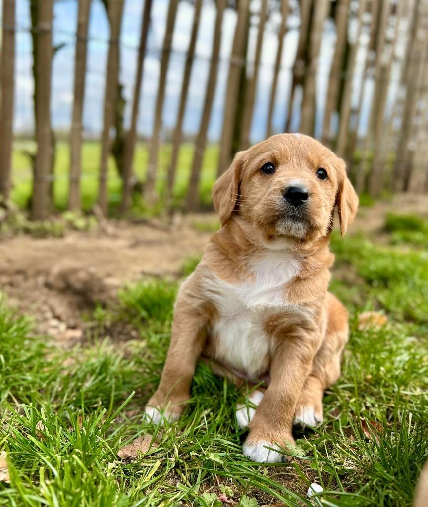 Jolis chiots labradoodle (labrador x caniche), Animaux & Accessoires, Chiens | Retrievers, Épagneuls & Chiens d'eau, Plusieurs animaux
