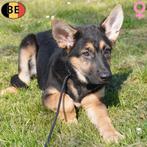 chiots Berger Allemand à vendre (belges), Animaux & Accessoires, Commerçant, 8 à 15 semaines, Plusieurs, Hépatite contagieuse (maladie de Rubarth)