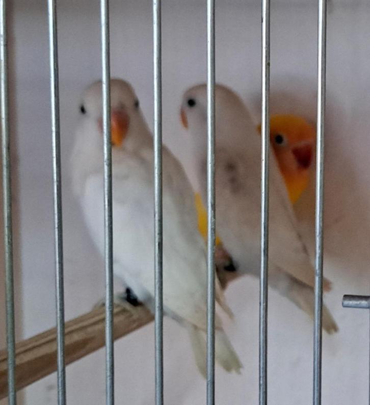 Blauw dec fischeri's, Animaux & Accessoires, Oiseaux | Perruches & Perroquets, Sexe inconnu, Bagué