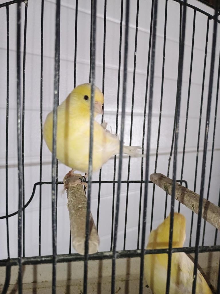 Koppel fife fancy, Animaux & Accessoires, Oiseaux | Canaris