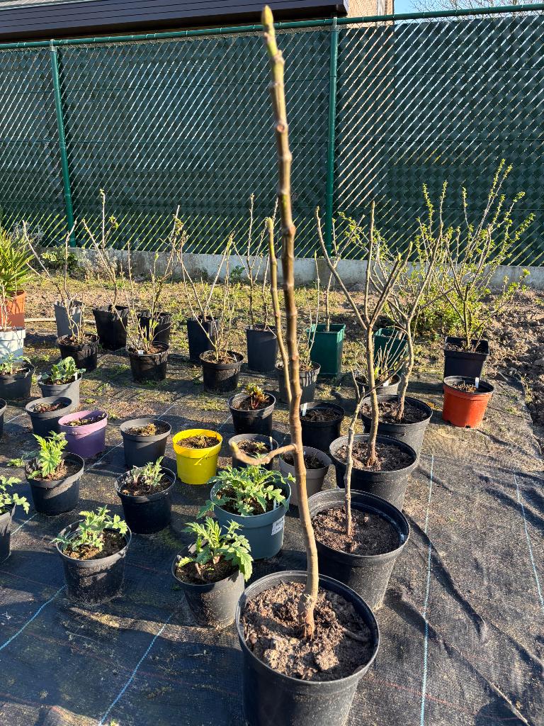 Vijgenboom, Tuin en Terras, Planten | Tuinplanten, Ophalen