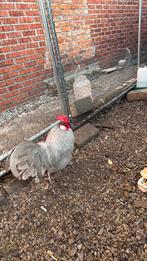 Te veel haan, Dieren en Toebehoren, Pluimvee, Mannelijk