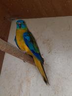 Turquoisineparkiet, Mâle, Perruche, Bagué