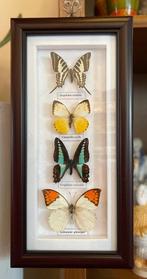 Kader met vlinders